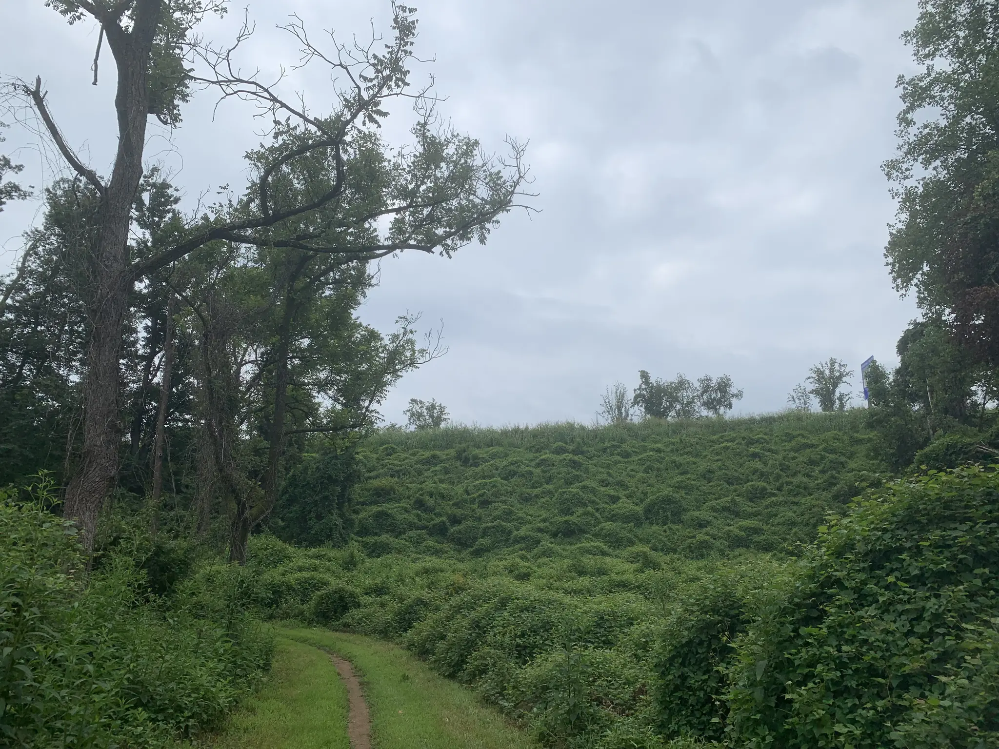 A narrow hiking trail winding through dense green woodland