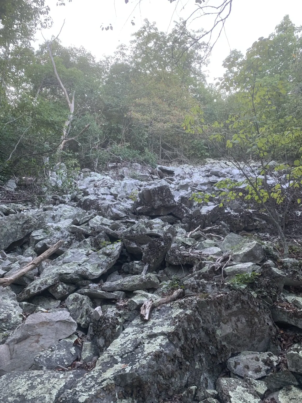Rocky hiking trail through the forest